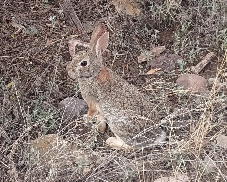 Robust cottontail