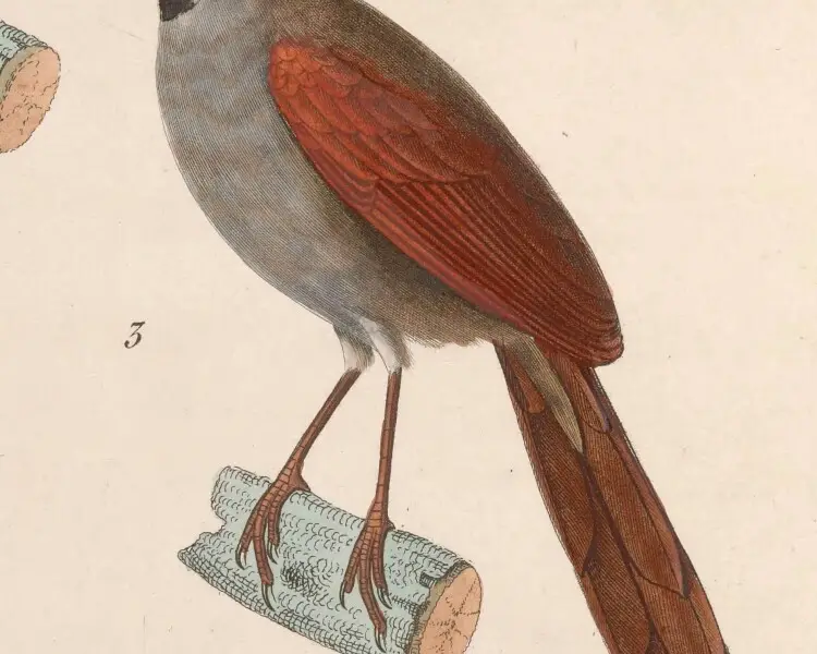 Grey-bellied spinetail