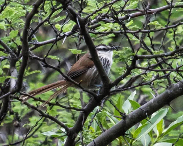 Great spinetail