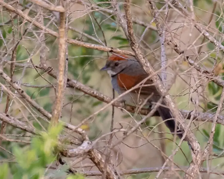 Cinereous-breasted spinetail