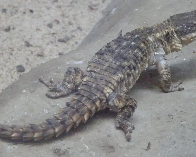 Limpopo girdled lizard