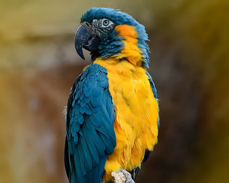 Blue-Throated Macaw
