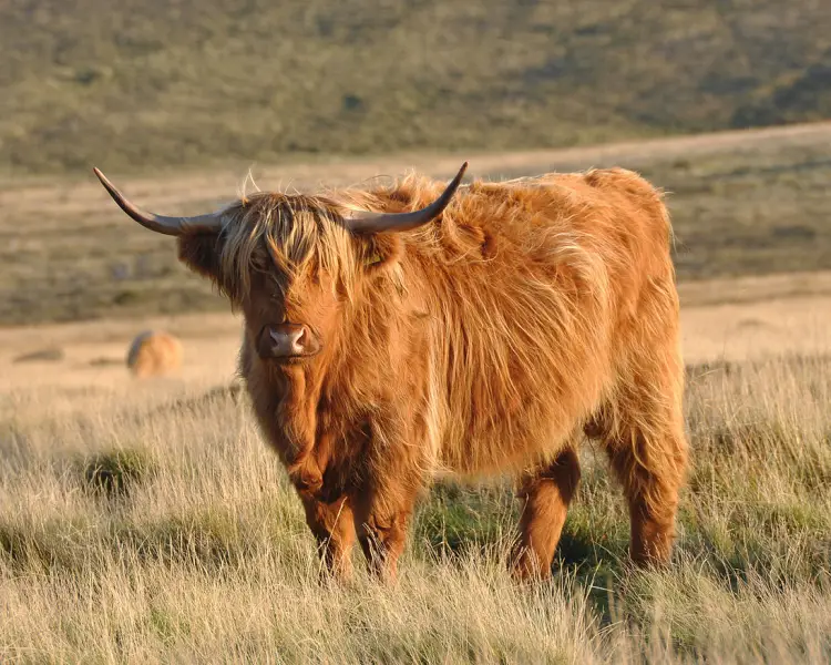 Highland Cattle - Facts, Diet, Habitat & Pictures on 