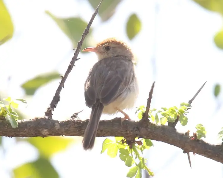 Long-tailed cisticola