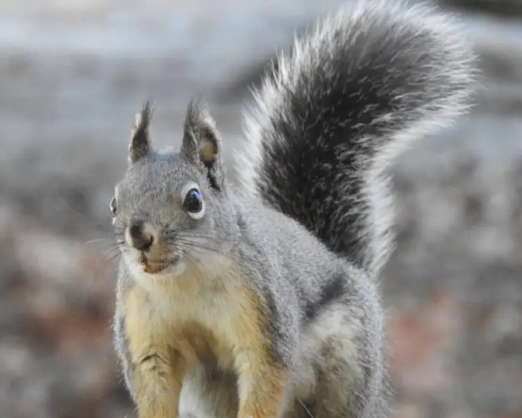 Mearns's squirrel