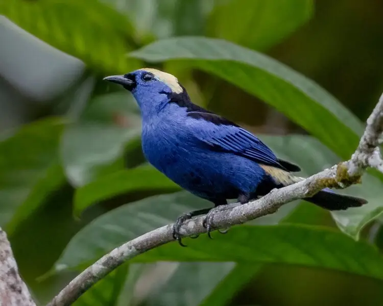 Opal-crowned tanager