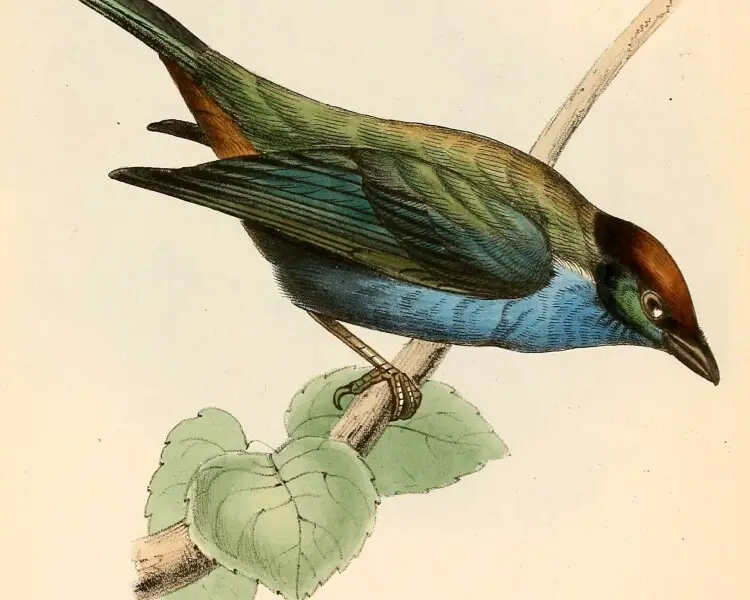 Lesser Antillean tanager