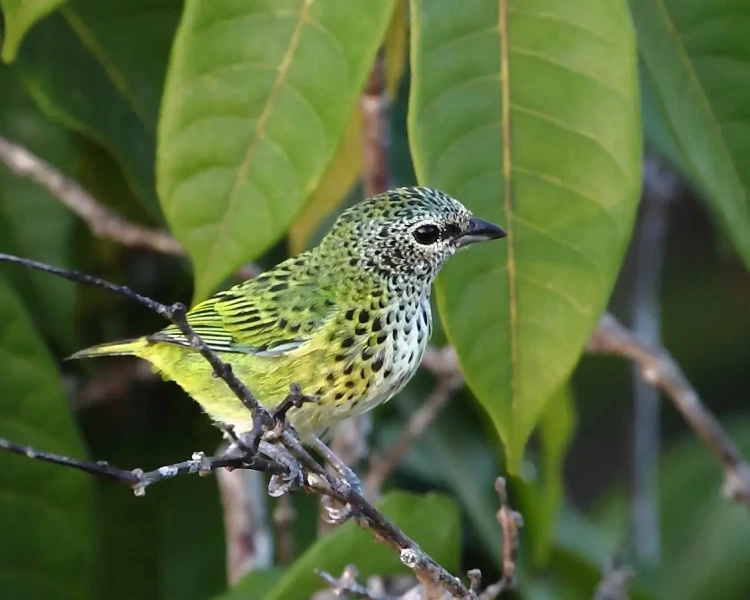 Spotted tanager