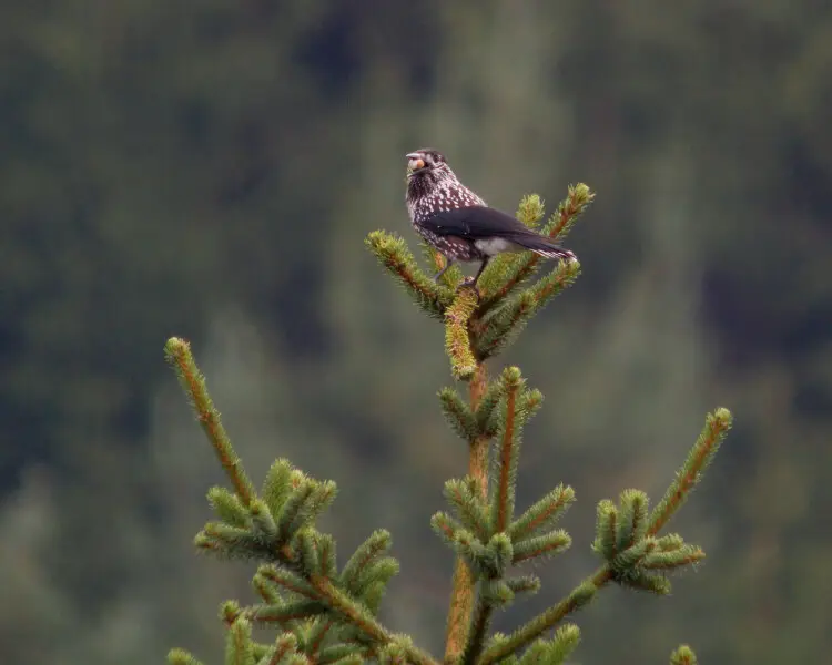 Spotted nutcracker Facts, Diet, Habitat & Pictures on Animalia.bio