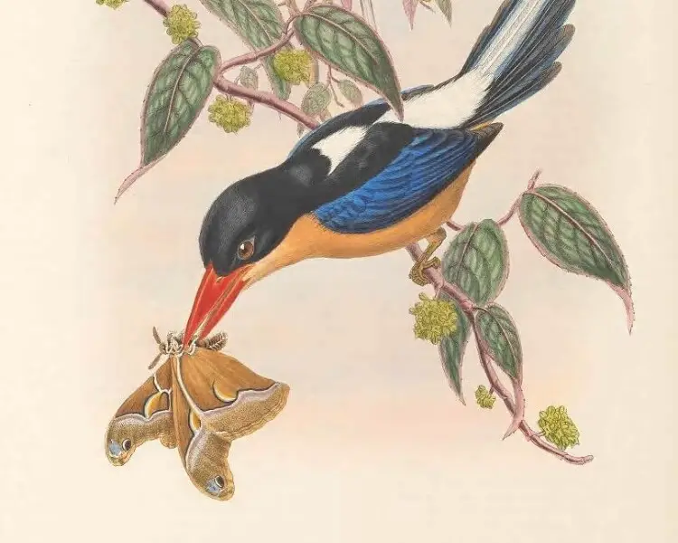 Black-capped paradise kingfisher