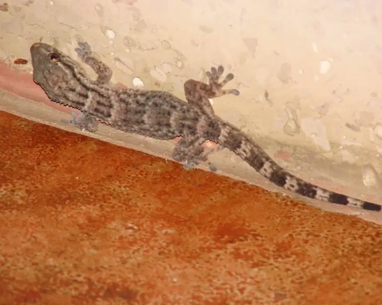 American wall gecko