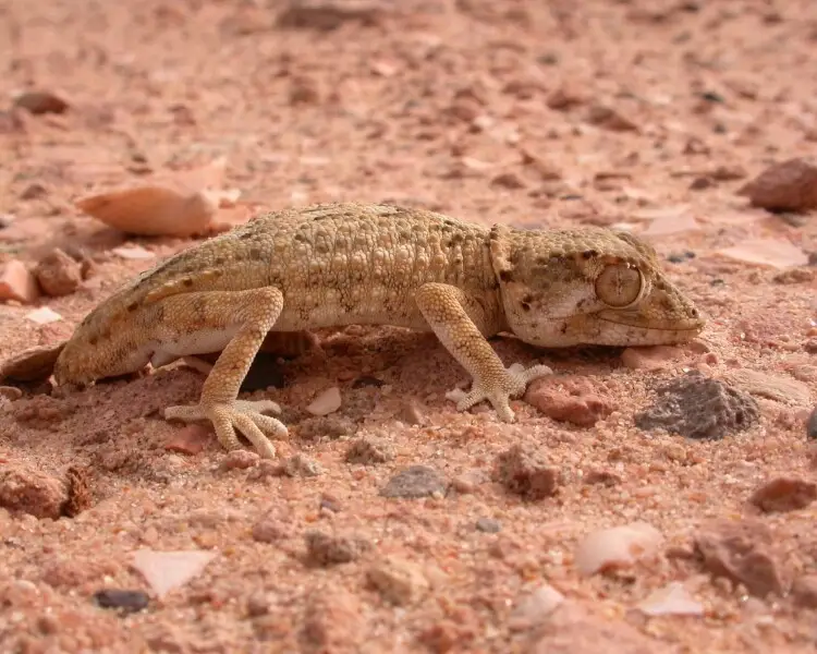 Helmethead gecko