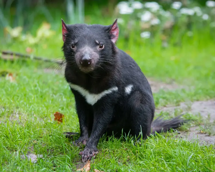 Tasmanian Devil - Facts, Diet, Habitat & Pictures on 