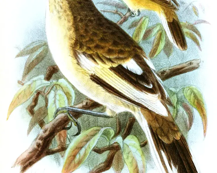 Pitcairn reed warbler