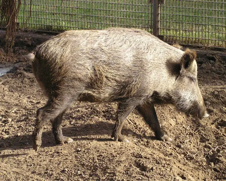 Anatolian boar