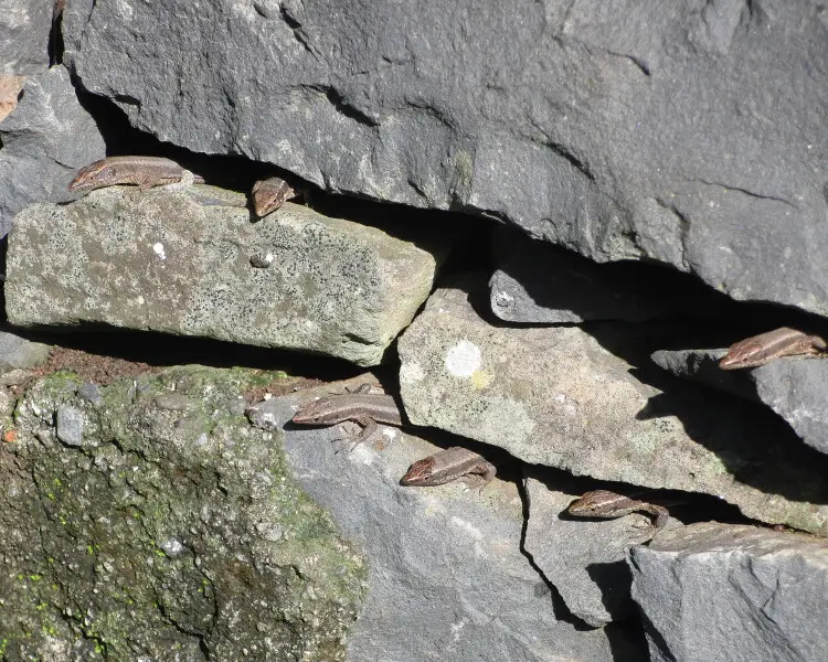 Madeiran wall lizard