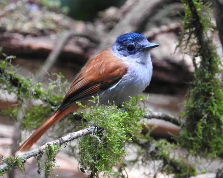 São Tomé paradise flycatcher