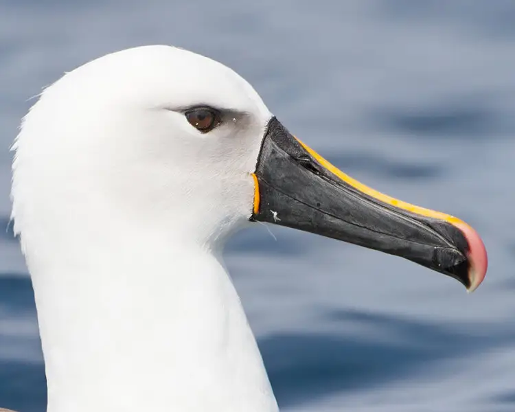 Albatros à nez jaune de l'océan Indien