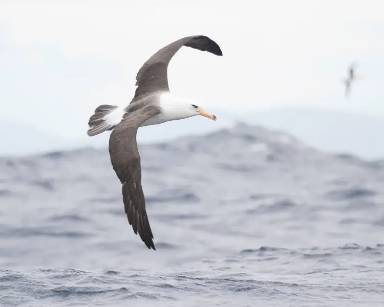 Campbell albatross