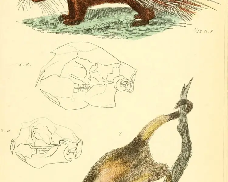 Bahia porcupine