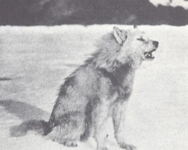 Greenland wolf