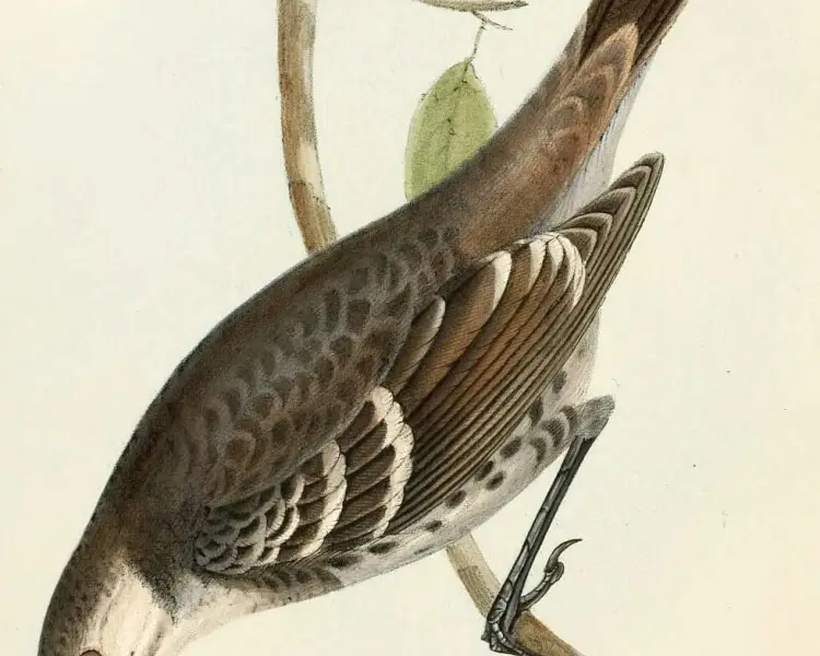 Floreana mockingbird