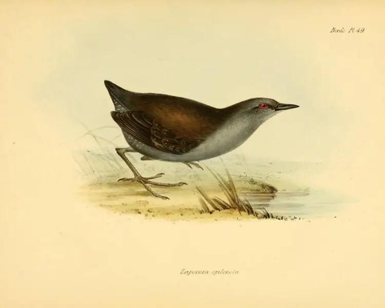 Laterallus spilonota