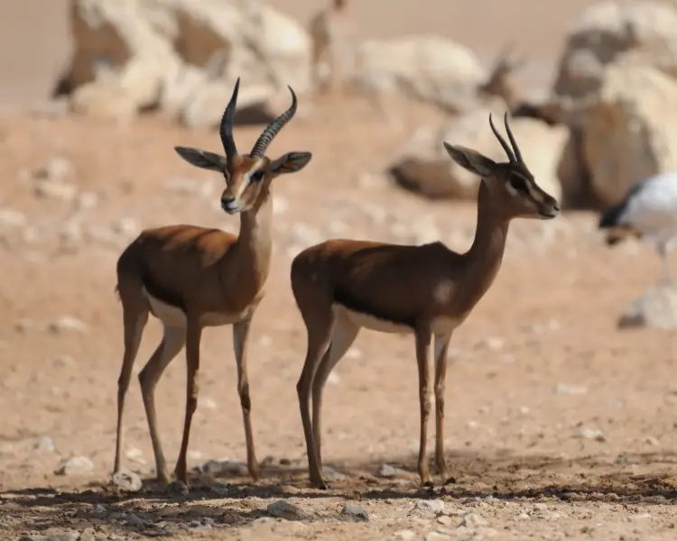 Thomson's Gazelle - Facts, Diet, Habitat & Pictures on 