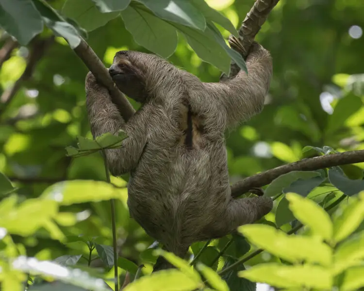 Brown-Throated Three-Toed Sloth