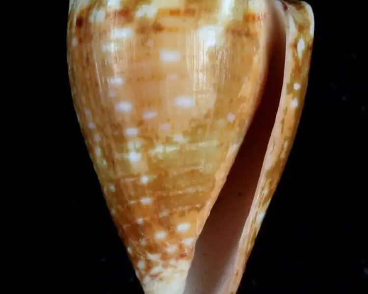 Conus tiaratus