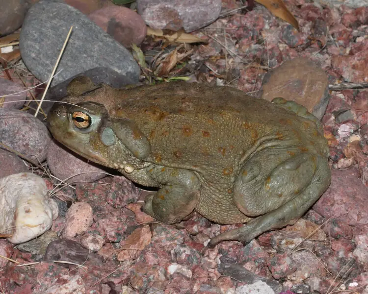 is woodhouse toad poisonous to dogs