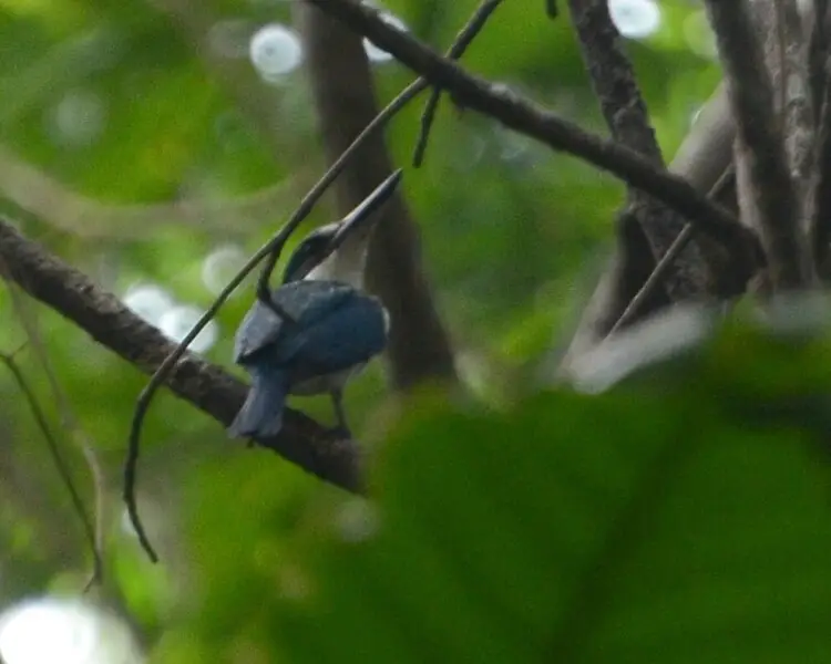 Talaud kingfisher