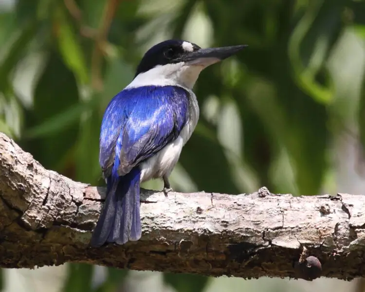 Forest kingfisher