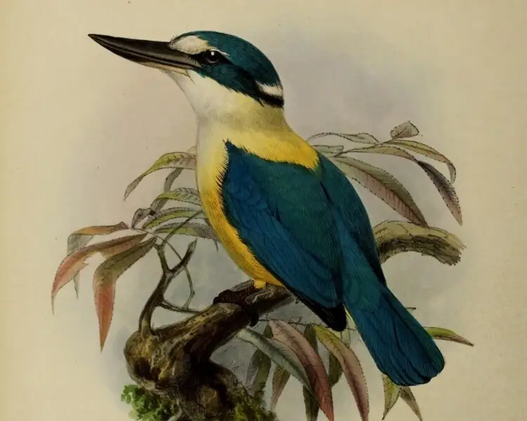 Flat-billed kingfisher