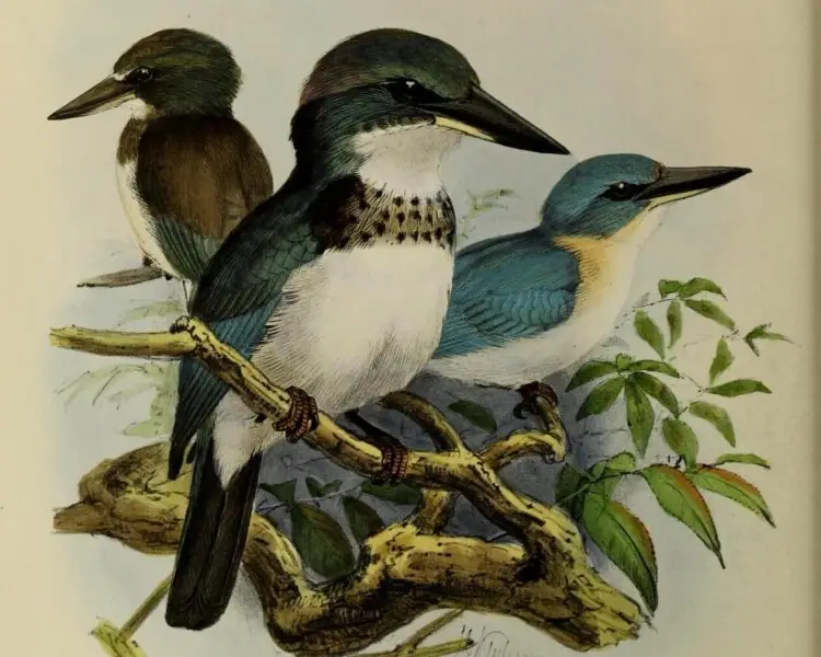Society kingfisher