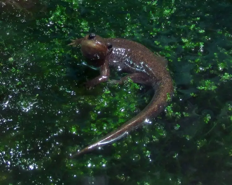 Tōhoku salamander