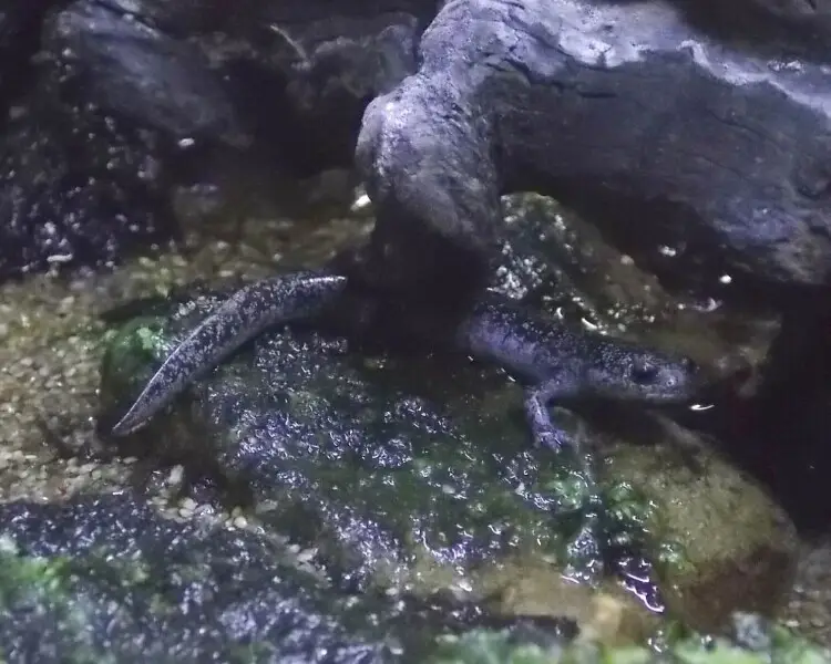 Tokyo salamander