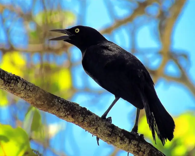 Carib grackle