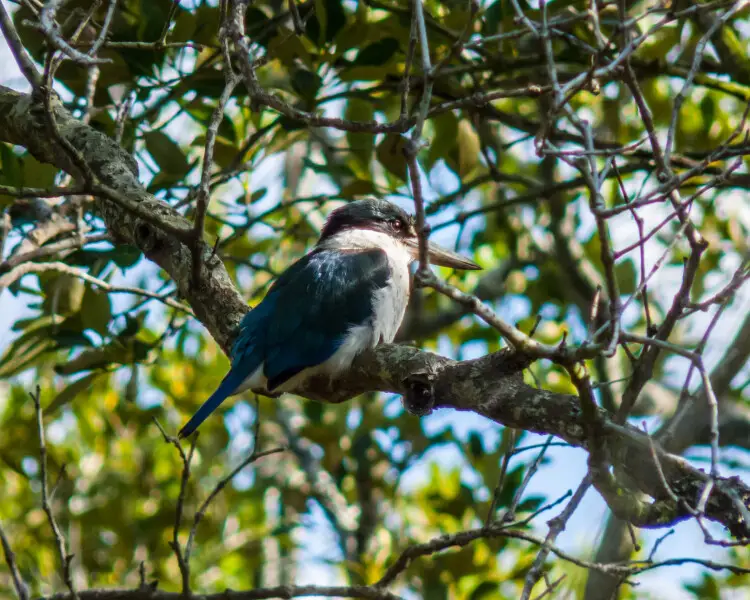 Torresian kingfisher