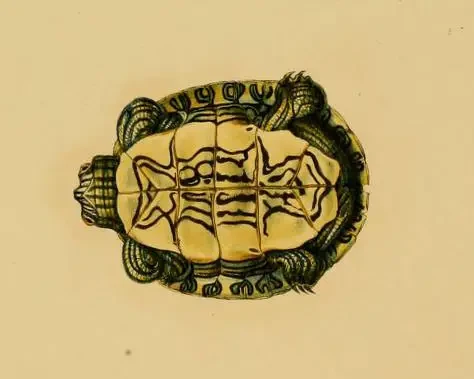 Ornate slider