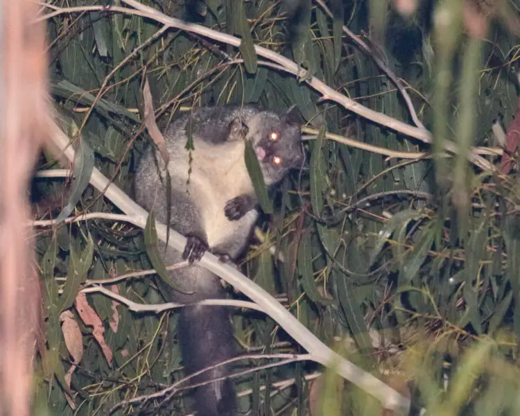 Mountain brushtail possum