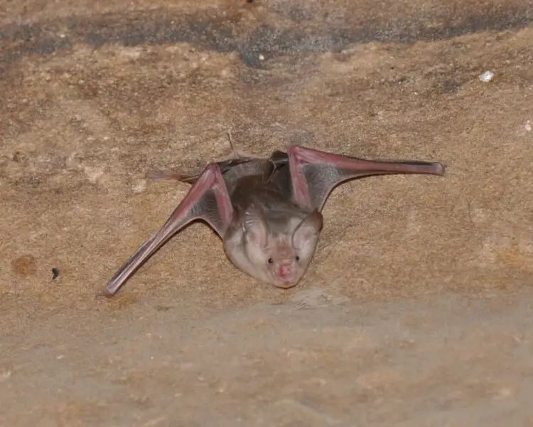 Trident bat Facts, Diet, Habitat & Pictures on Animalia.bio