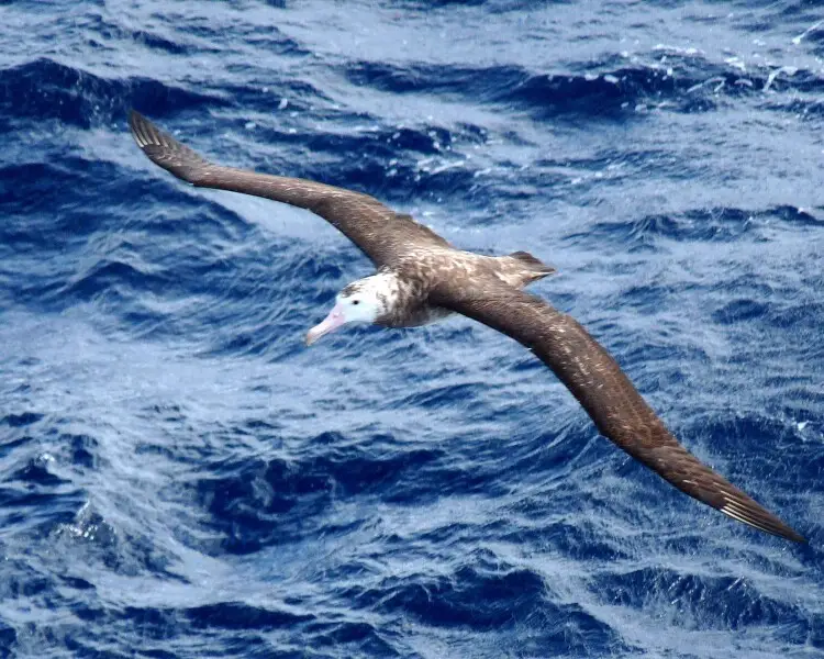 Tristan albatross