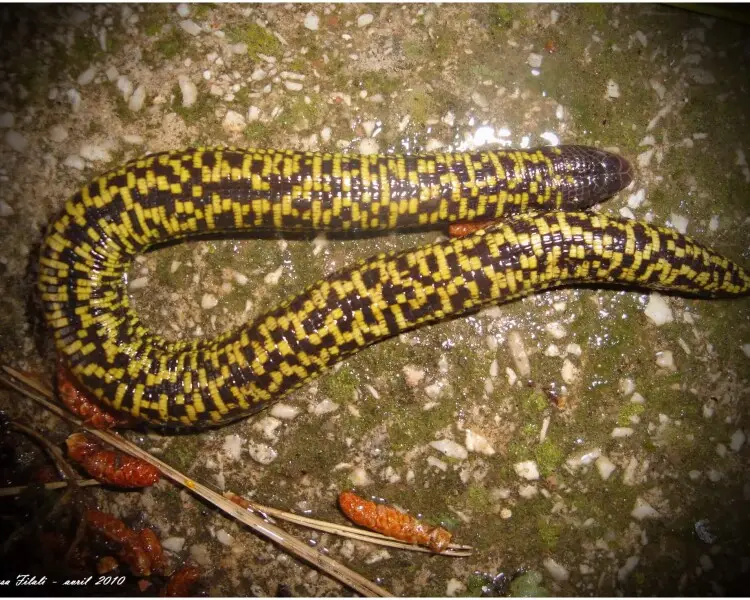 Checkerboard worm lizard Facts, Diet, Habitat & Pictures on Animalia.bio