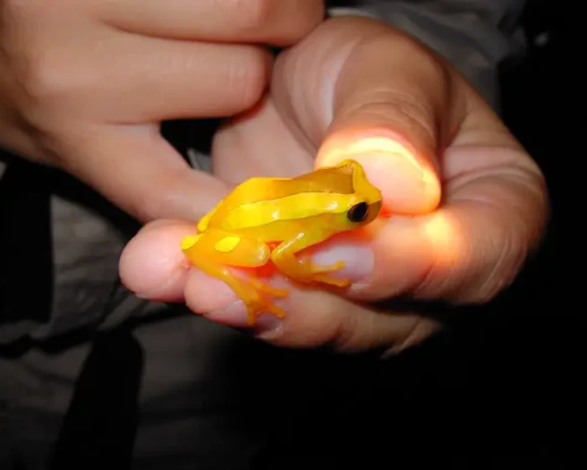 Dendropsophus leucophyllatus Fatti, dieta, habitat e immagini su