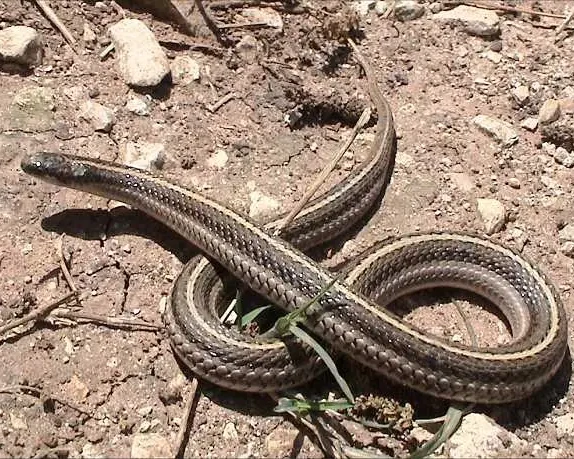 Texas lined snake
