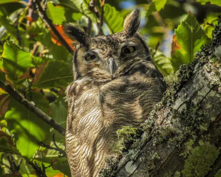 Lesser horned owl