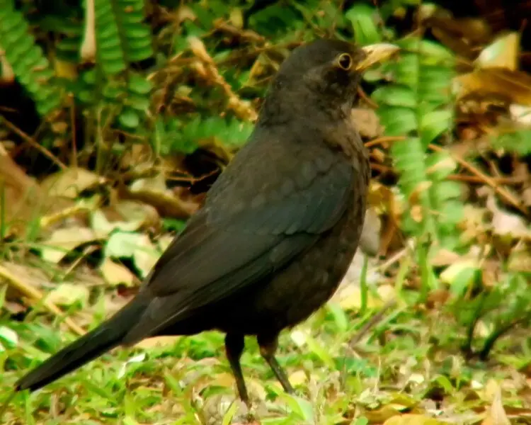 Chinese blackbird