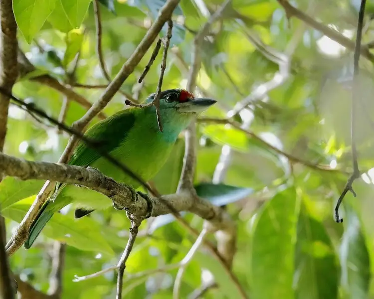 Turquoise-throated barbet
