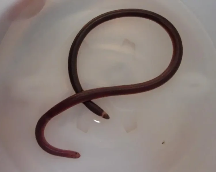 Flathead worm snake